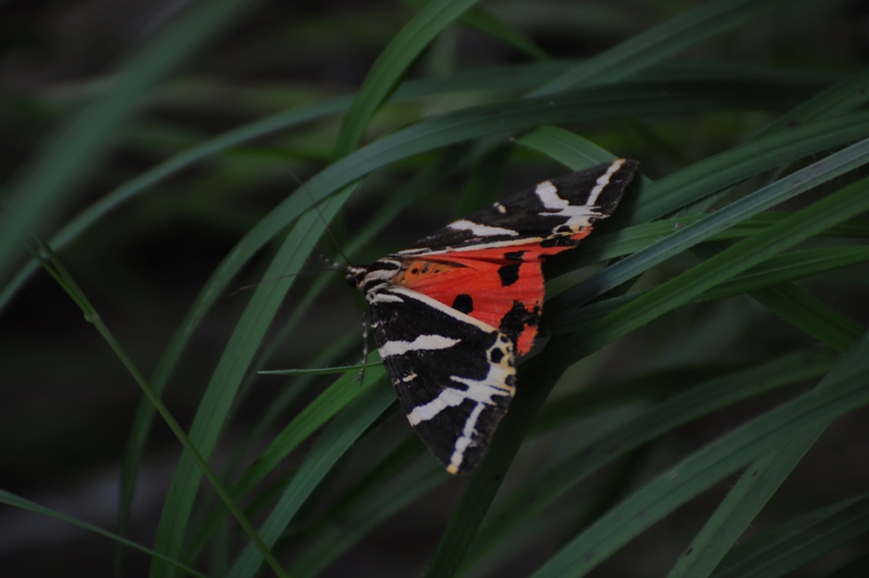 falena? - Euplagia quadripunctaria